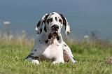 DOGUE ALLEMAND 044